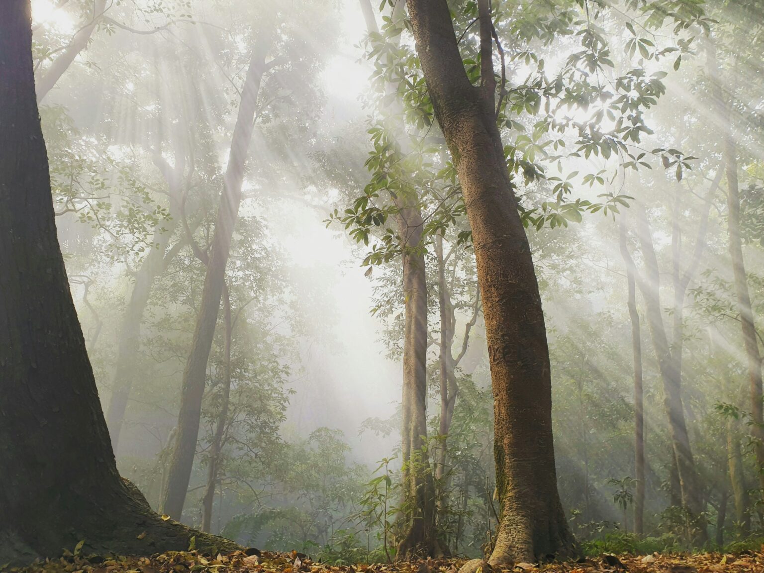 Sunlight filtering through forest trees — Komorebi