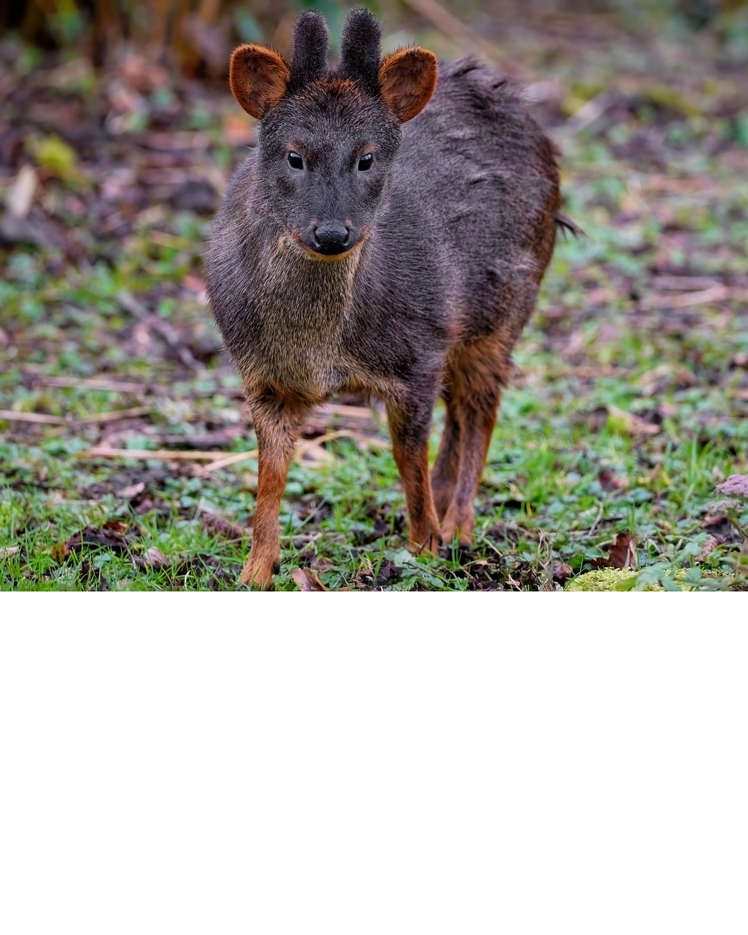 Pudú — the smallest deer in the world, symbol of this cohort